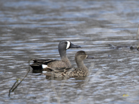 Blue winged Teal 0698